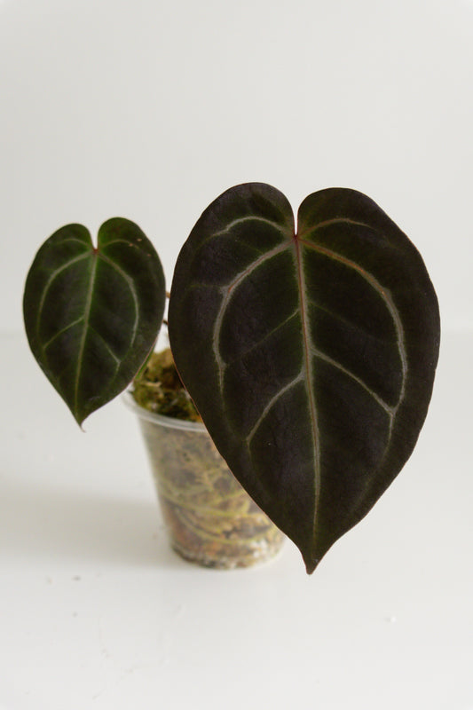 Anthurium Red Crystallinum x Besseae