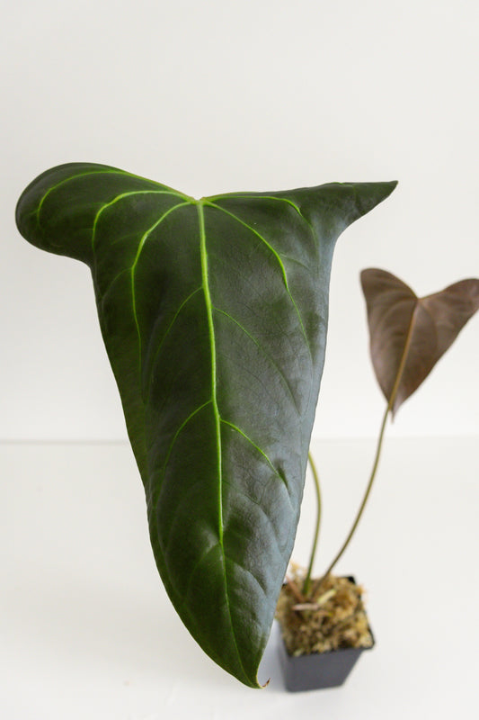 Anthurium Portilae hybrid (Indonesia)