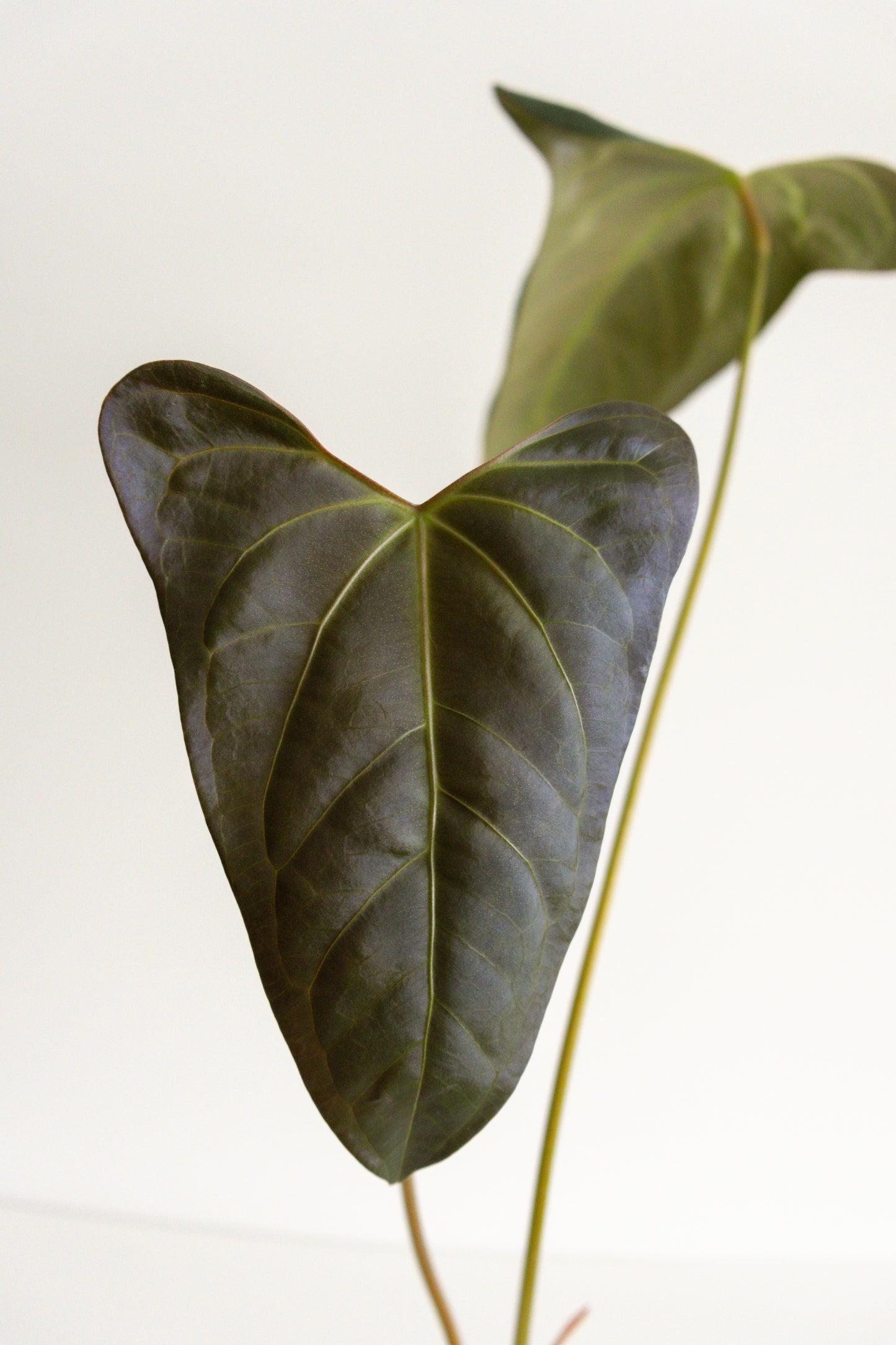 Anthurium Portilae hybrid (Indonesia)