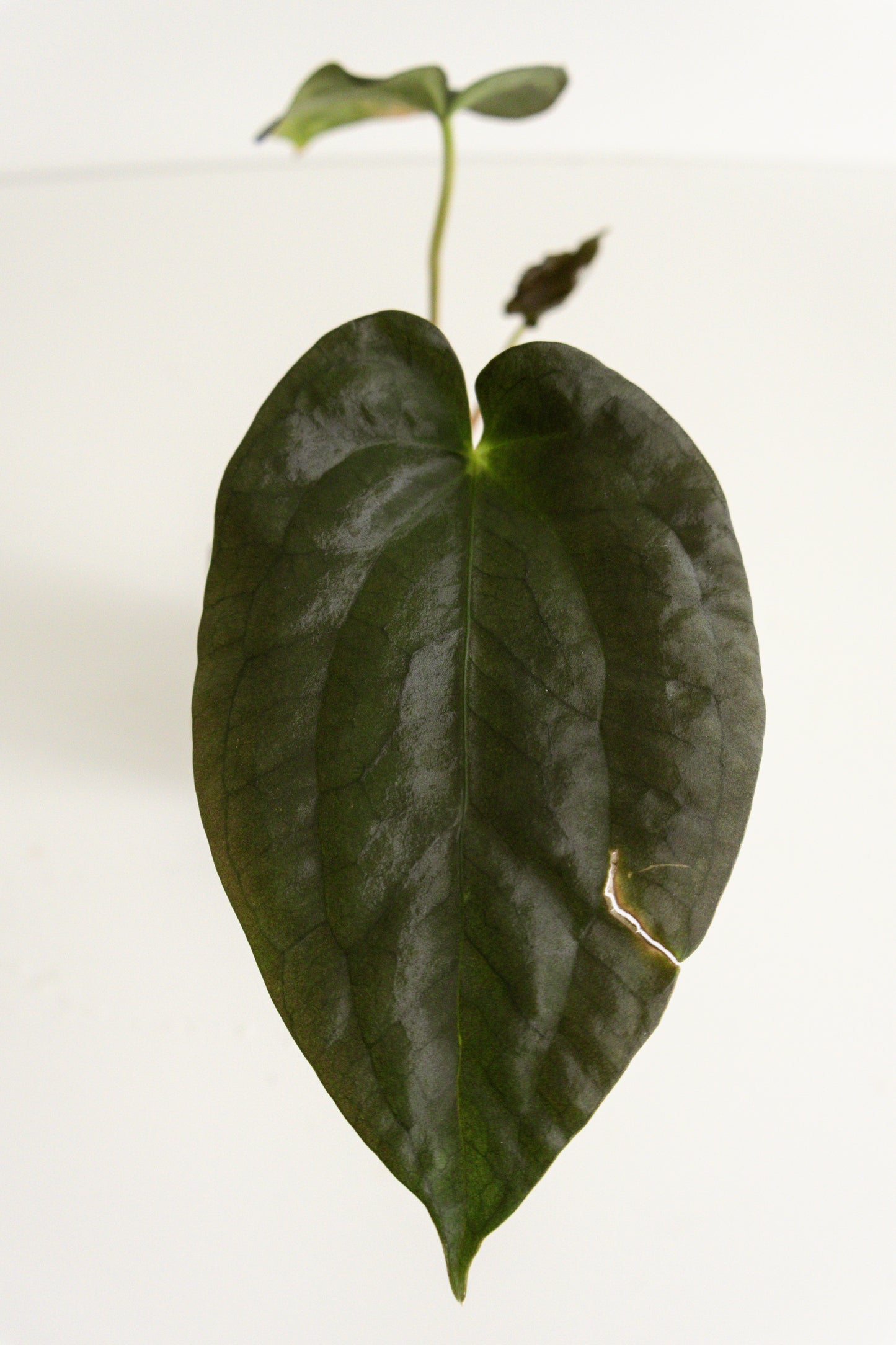 Anthurium kunayalense x papillilaminum