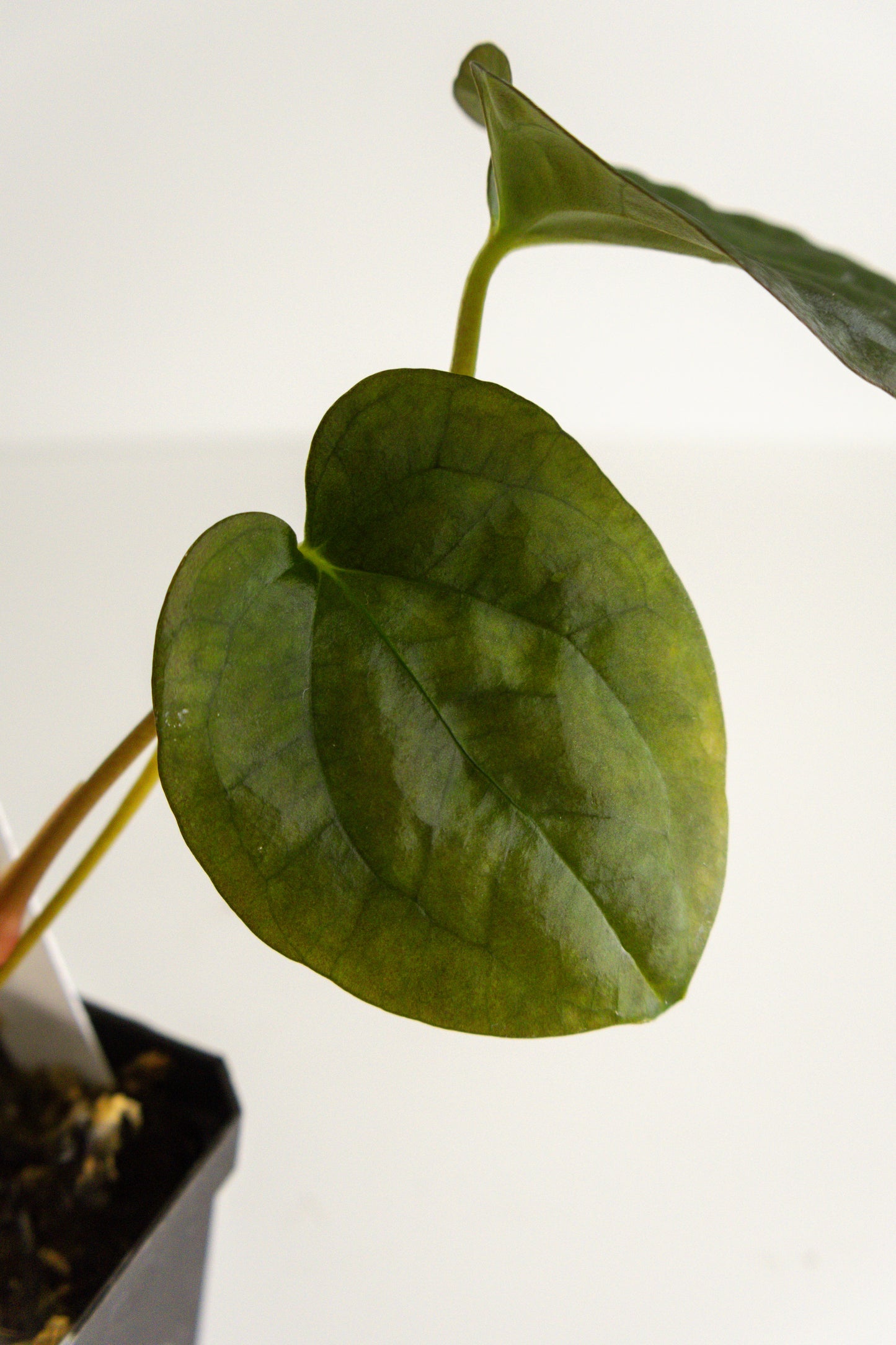 Anthurium kunayalense x papillilaminum