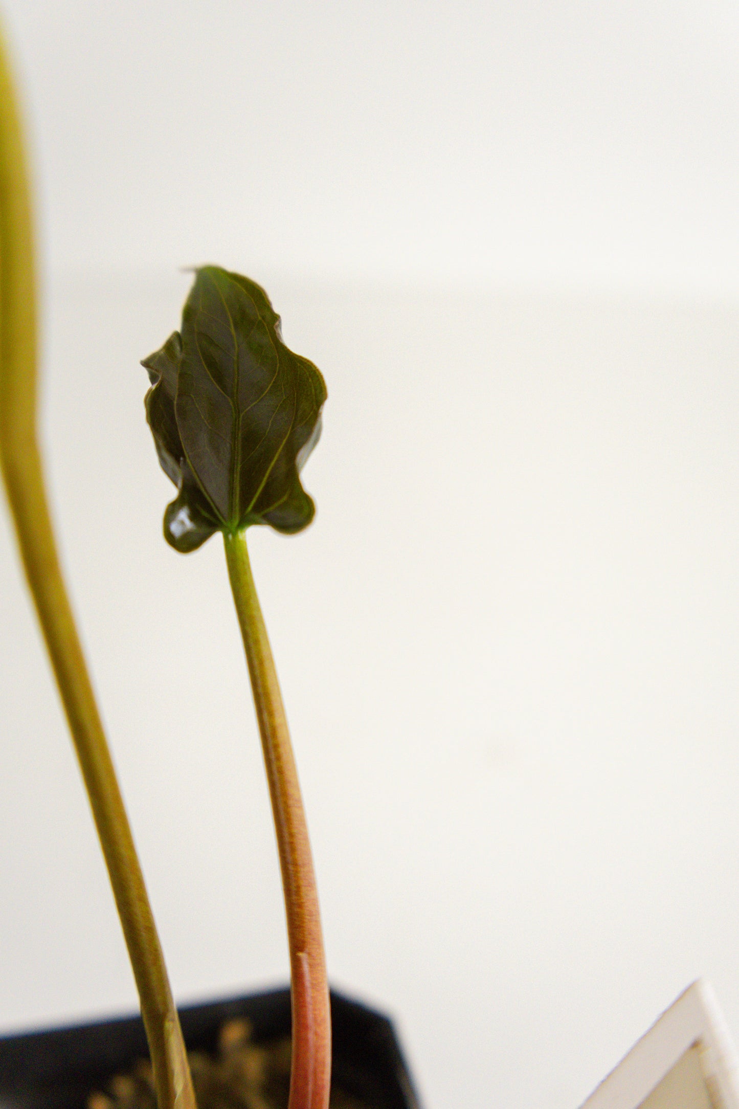 Anthurium kunayalense x papillilaminum