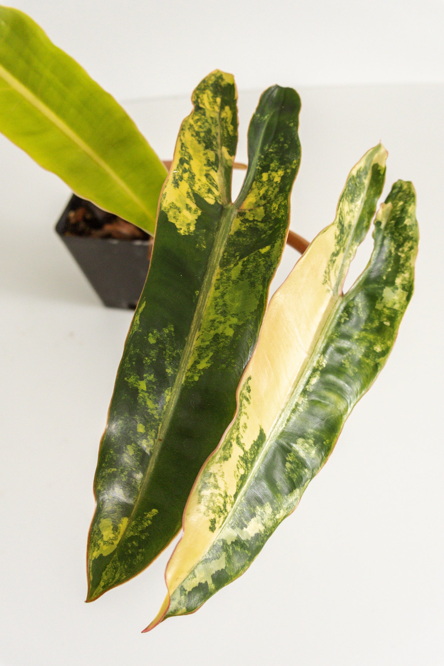 Philodendron Billietiae variegated