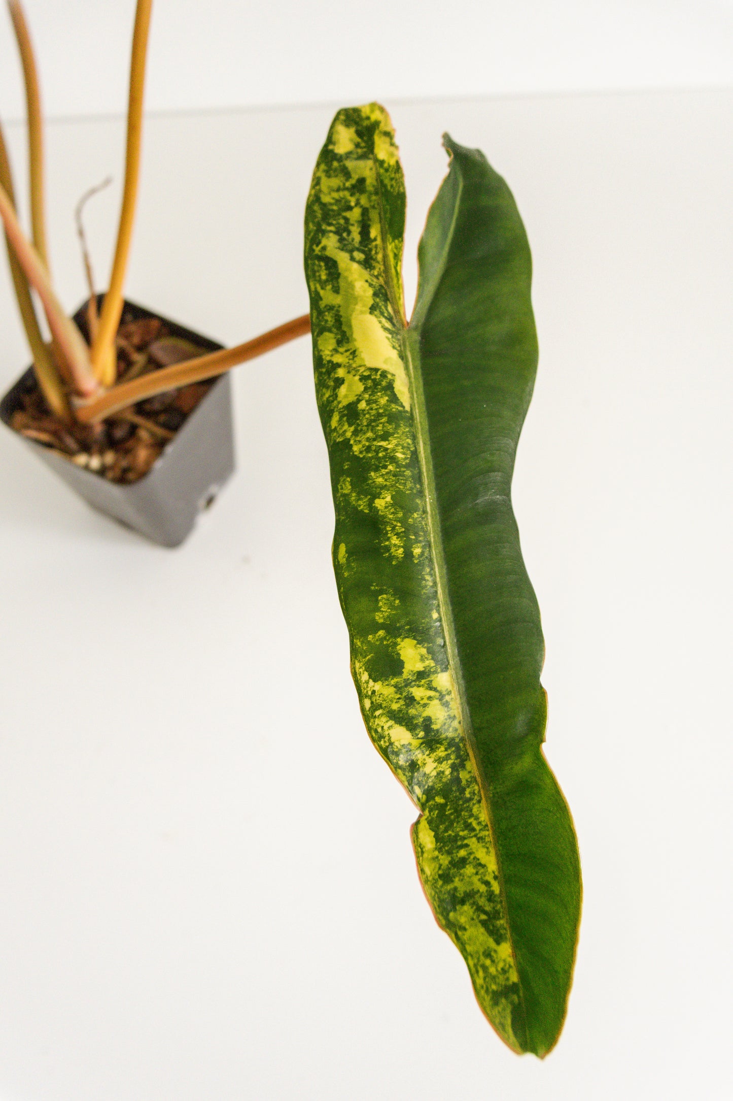 Philodendron Billietiae variegated