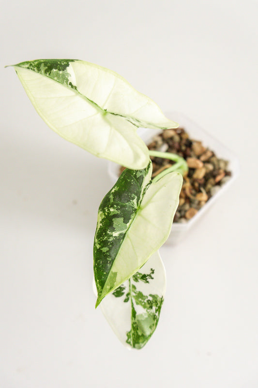 Alocasia Frydek variegated