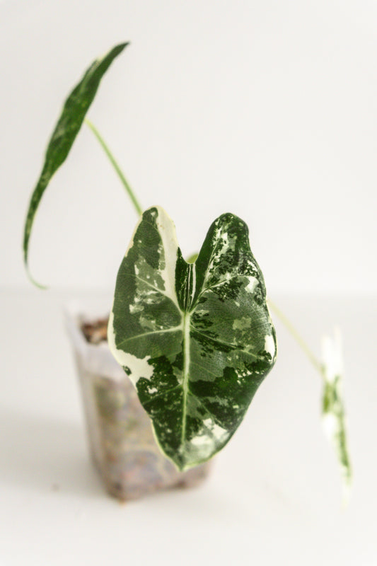 Alocasia Frydek variegated