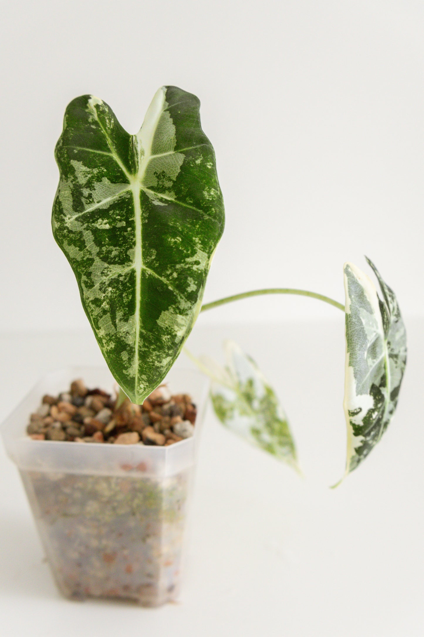 Alocasia Frydek variegated