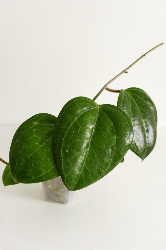 Hoya latifolia (Sarawak)