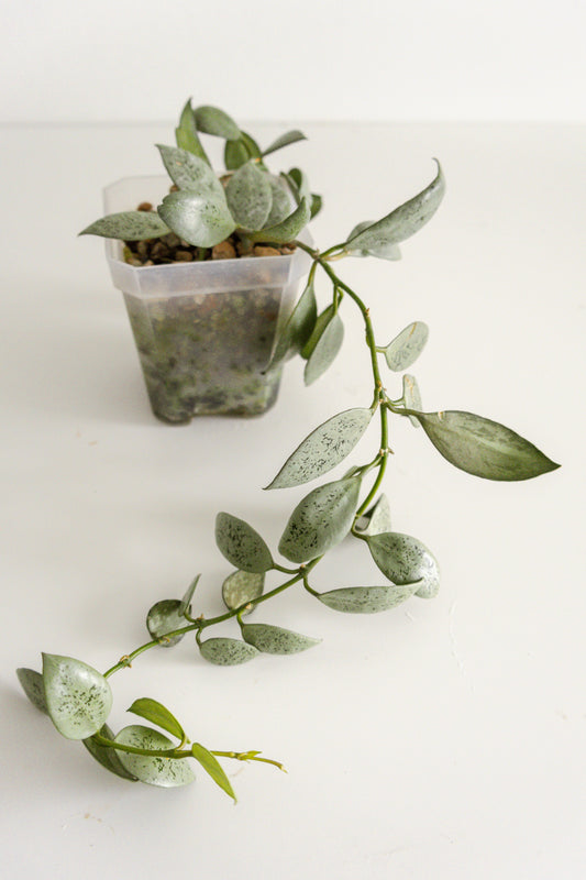 Hoya lacunosa 'Louisa's Silver'