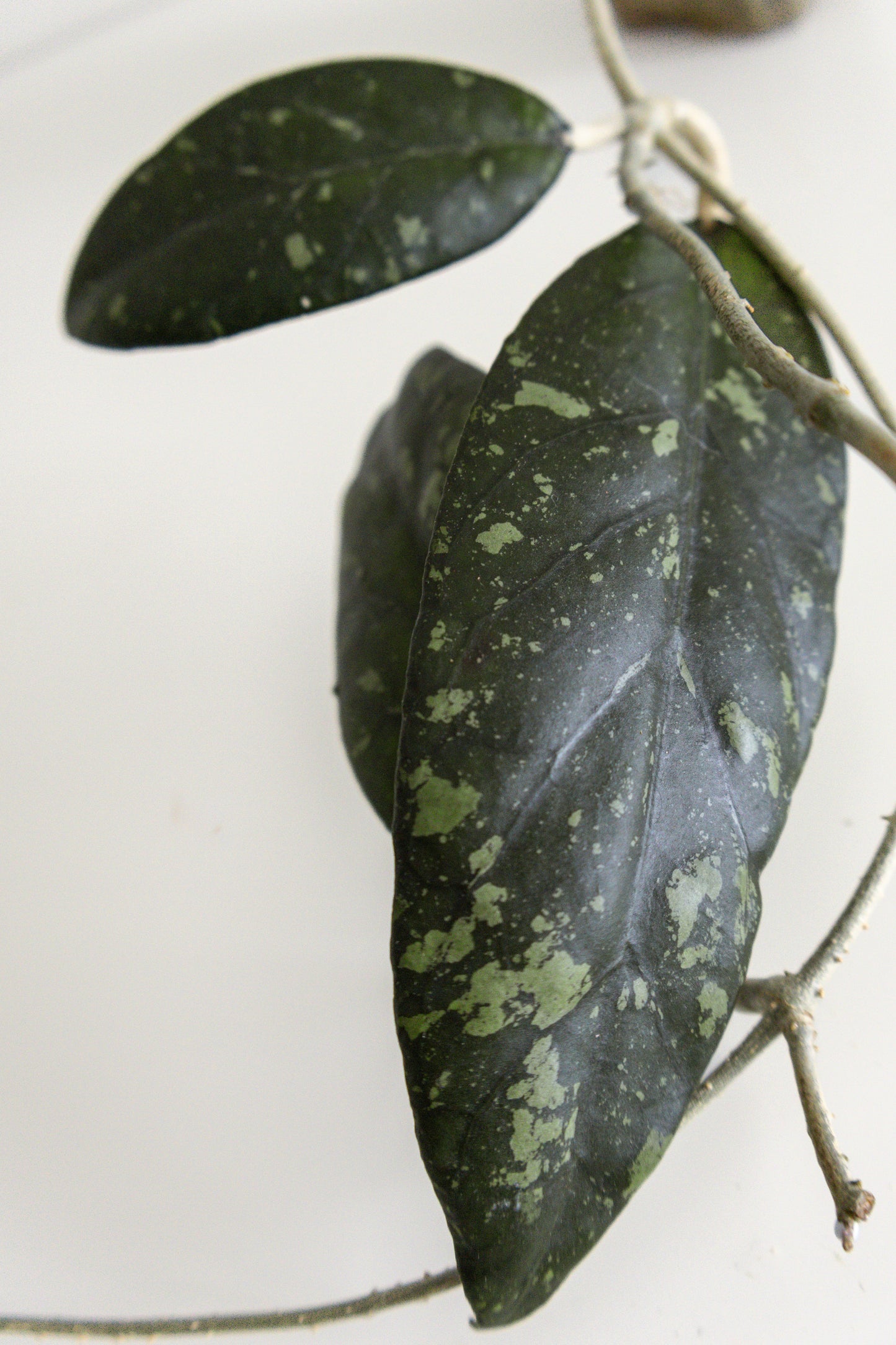 Hoya sp. sumatra