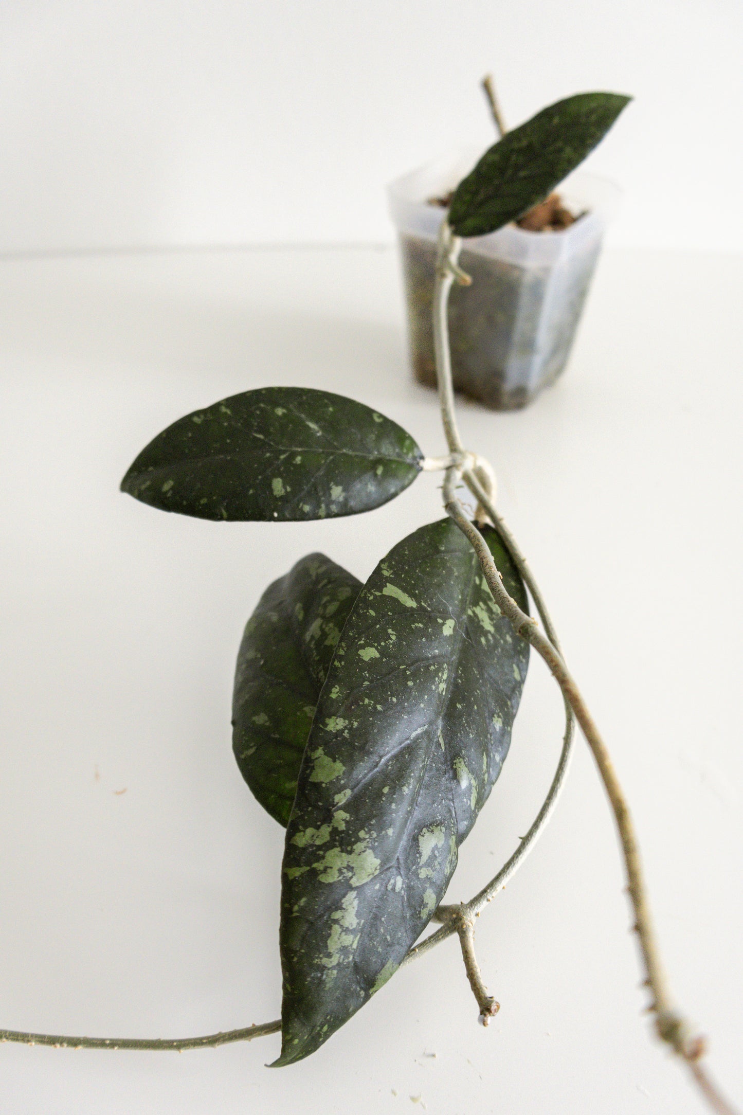 Hoya sp. sumatra