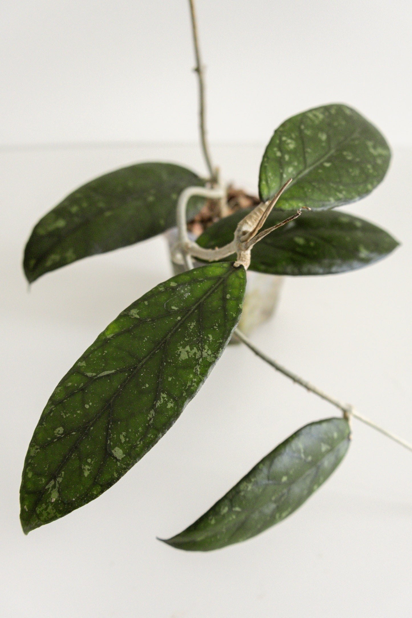 Hoya sp. sumatra