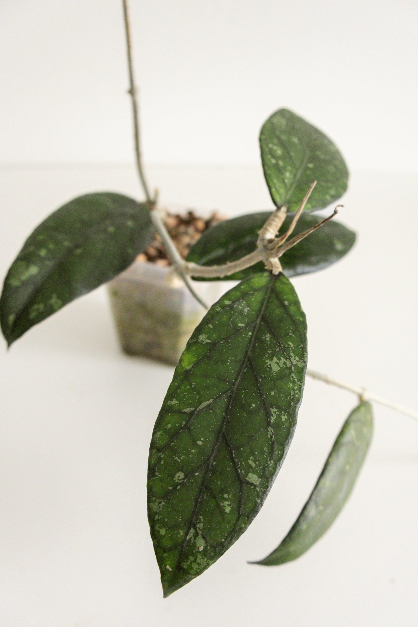 Hoya sp. sumatra