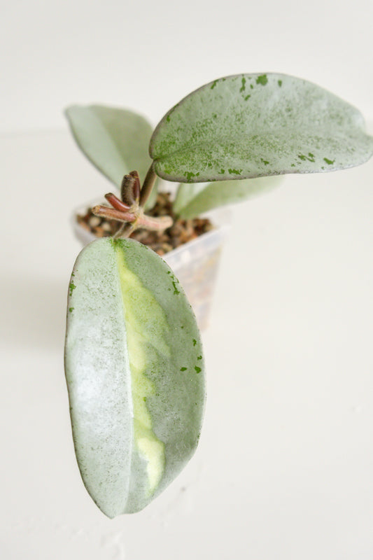 Hoya carnosa 'Nova Ghost' (Reverted 'Argentea Princess')