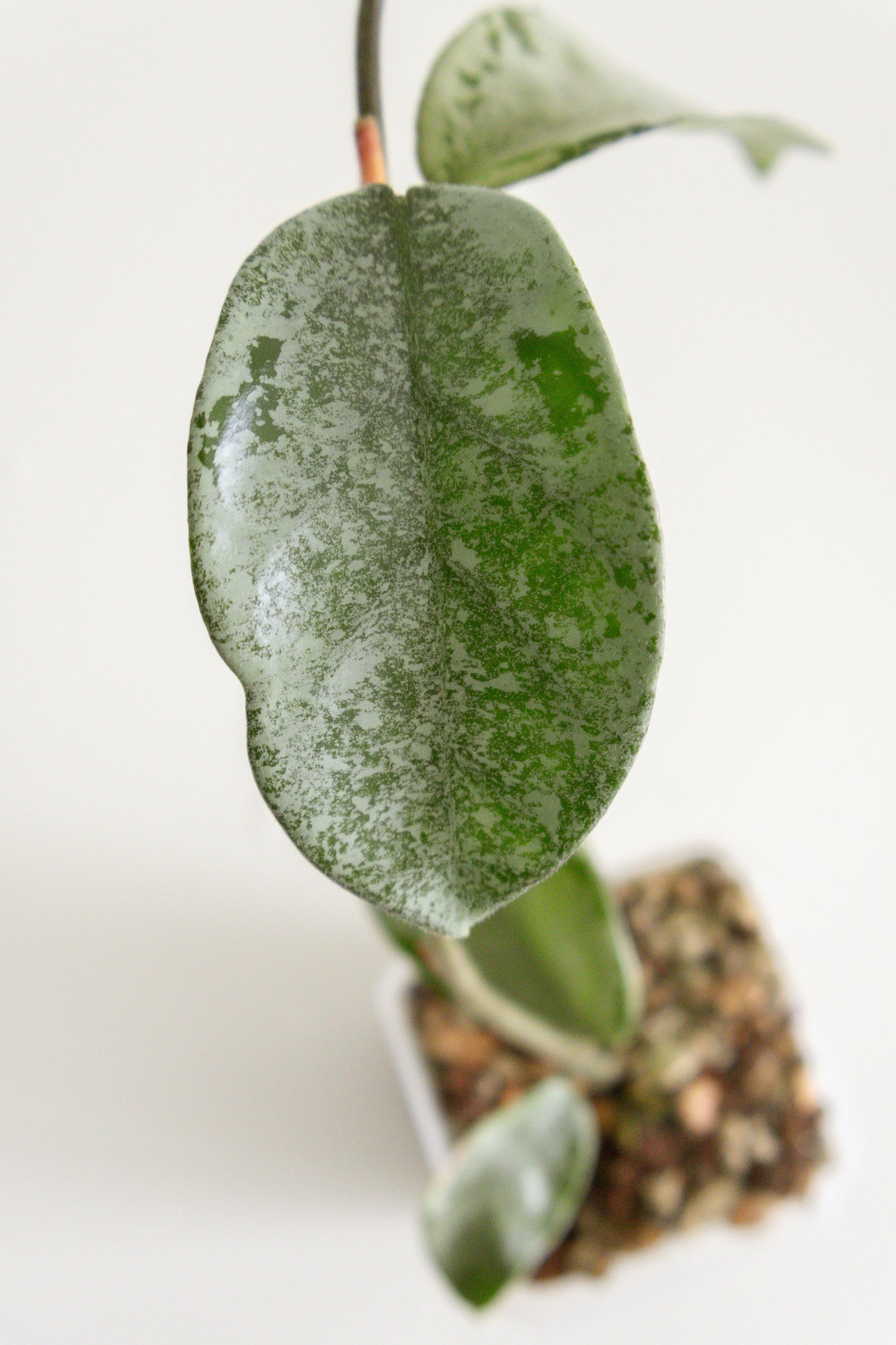 Hoya Carnosa 'Nova Ghost'