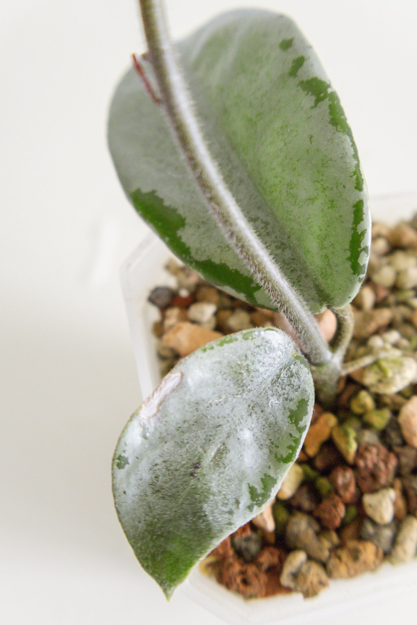 Hoya Carnosa 'Nova Ghost'