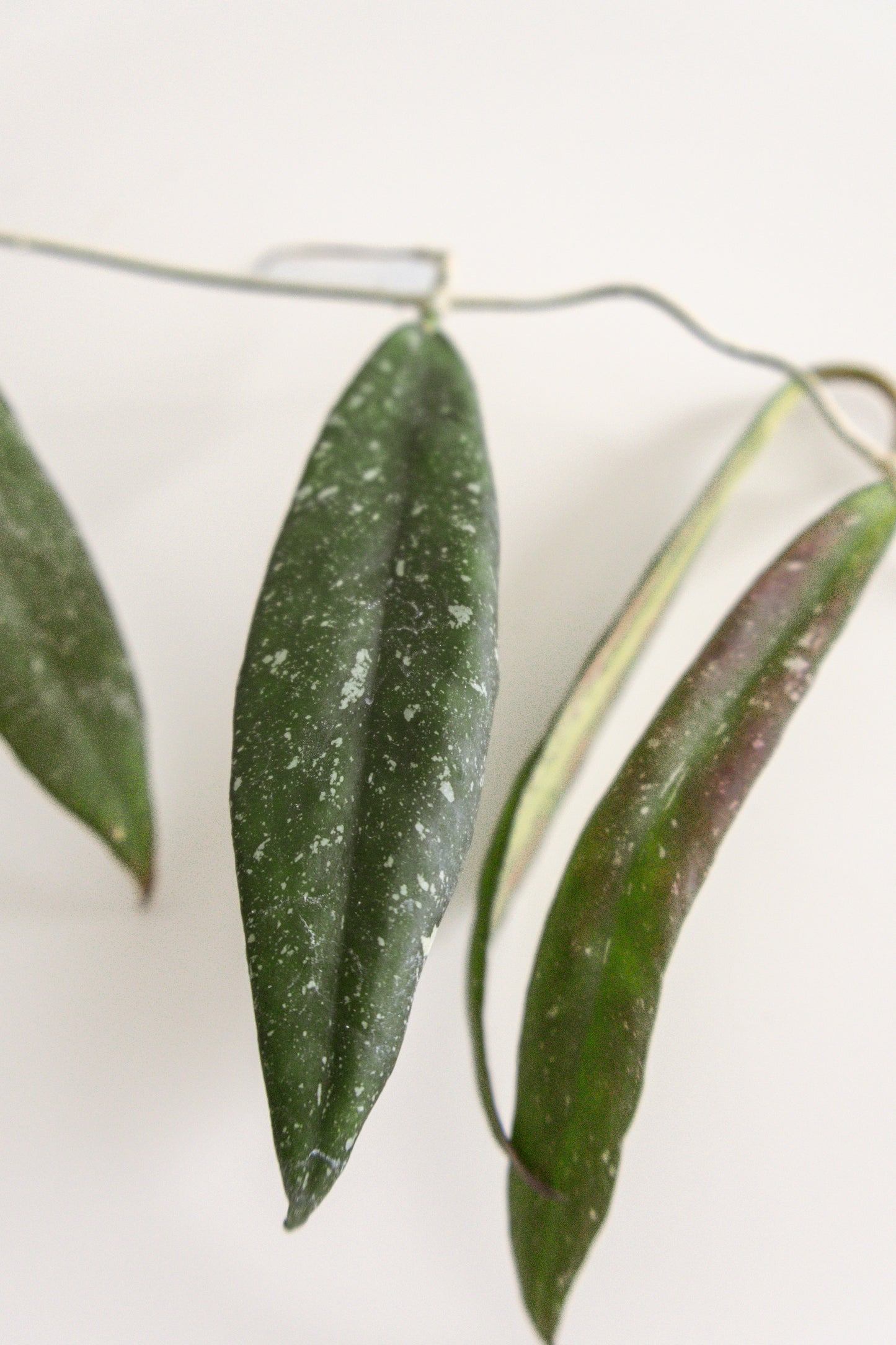 Hoya scortechinii (pink)