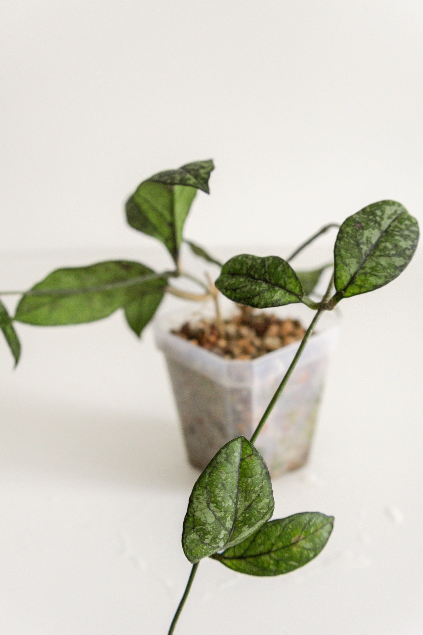 hoya crassipetiolata (splash)