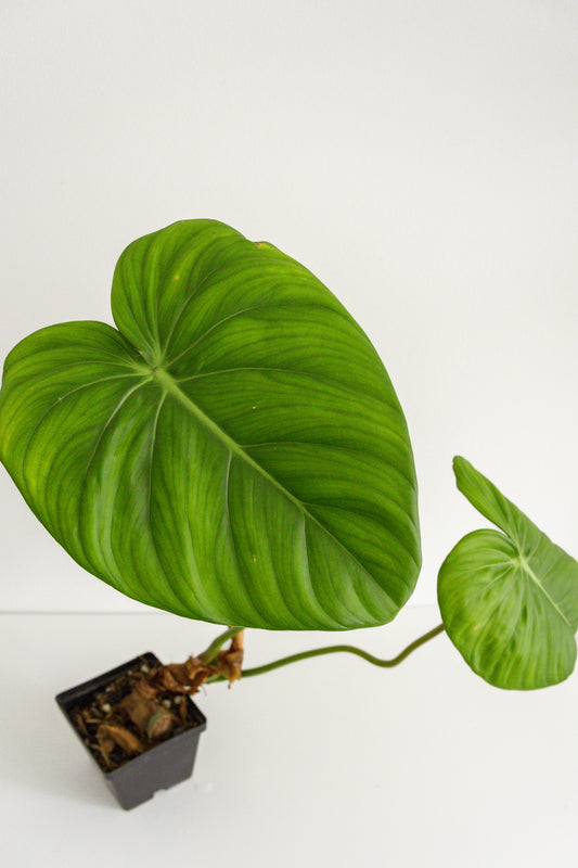 Philodendron McDowell