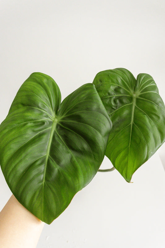 Philodendron McDowell