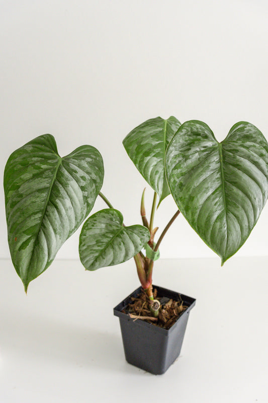 Philodendron Sodiroi