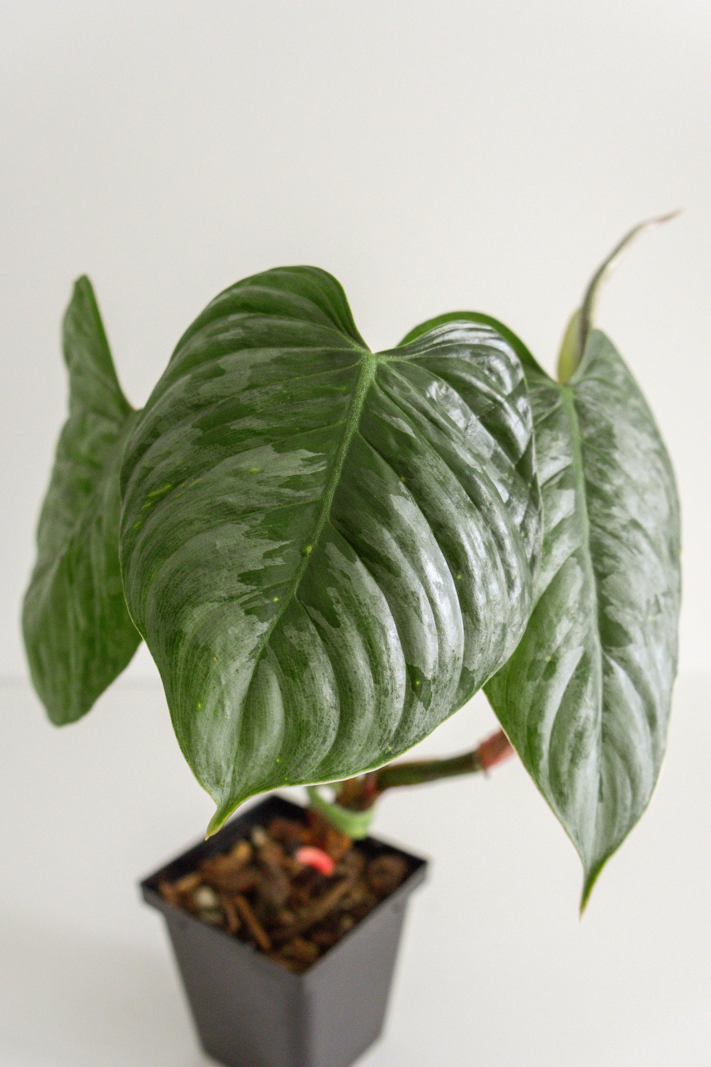 Philodendron Sodiroi