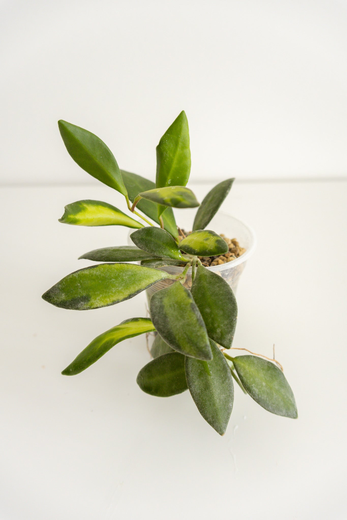 Hoya sp. aff. burtoniae variegated