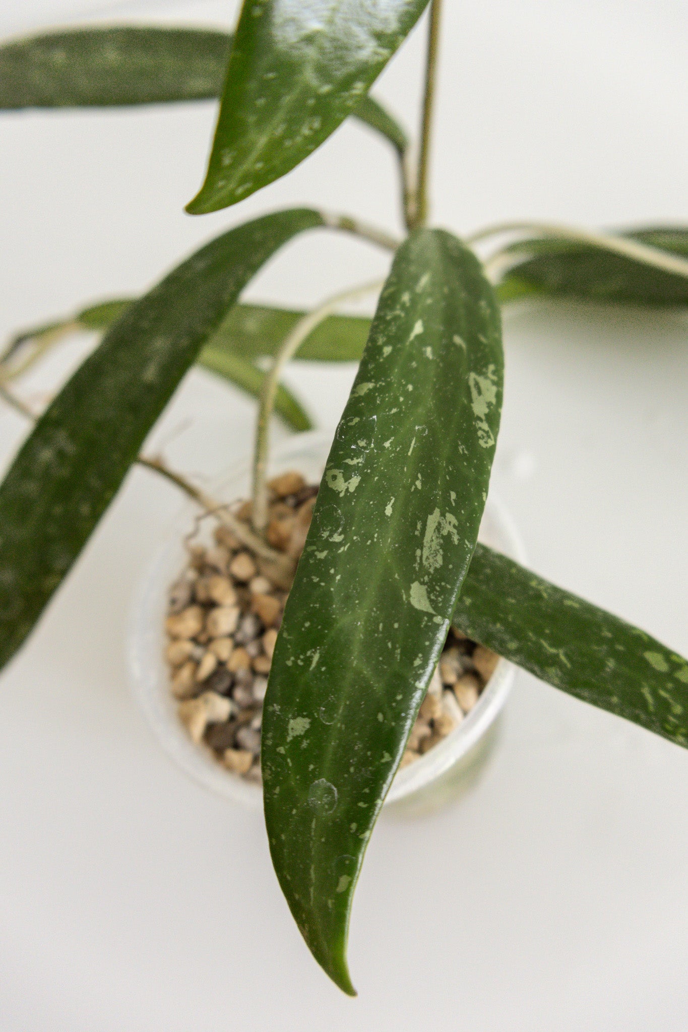 Hoya sp. Loei Province