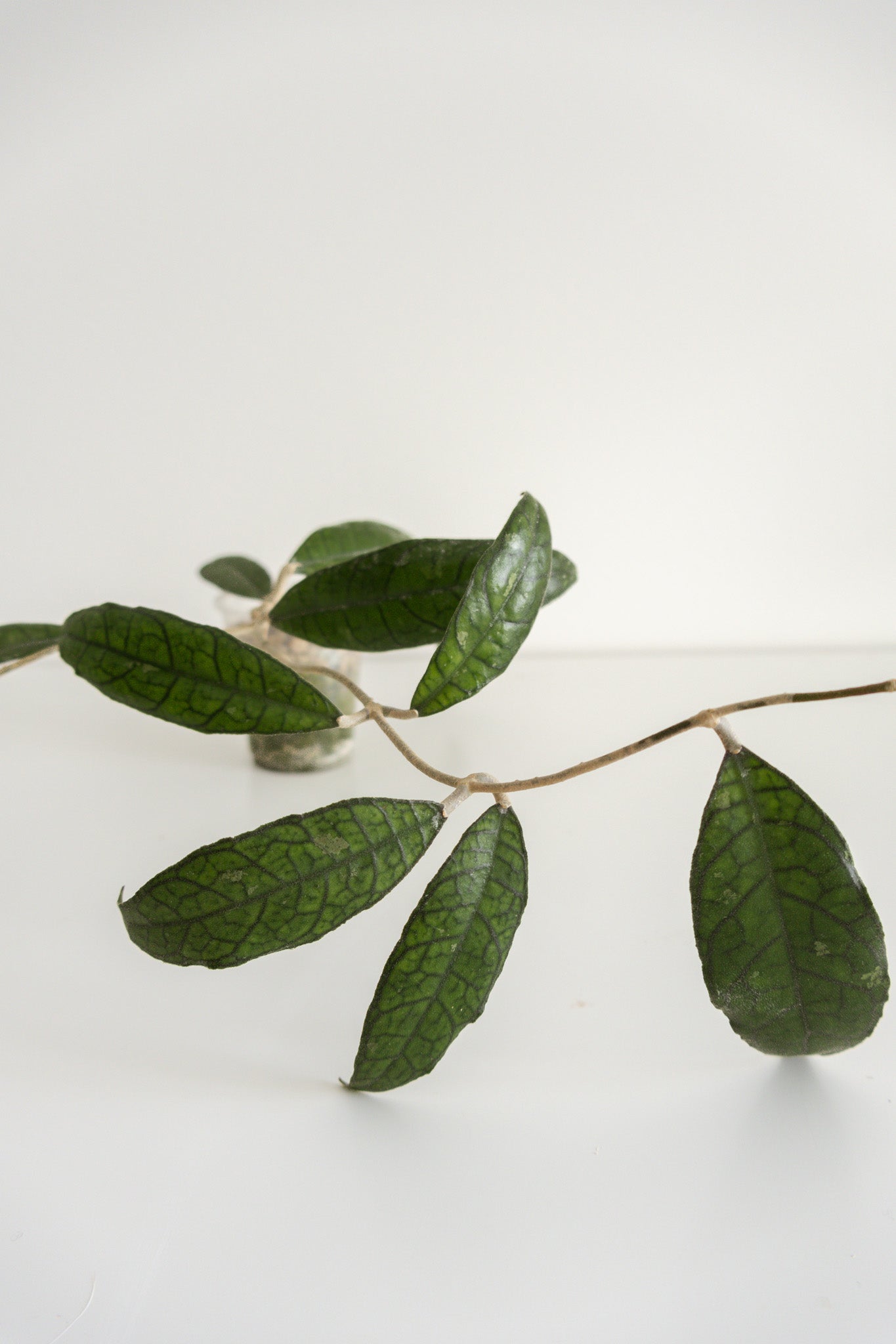 Hoya Finlaysonii (black leaves)