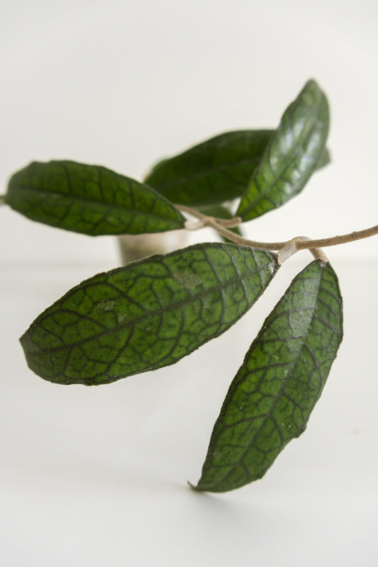 Hoya Finlaysonii (black leaves)