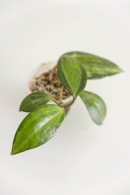 Hoya Macrophylla Baibua