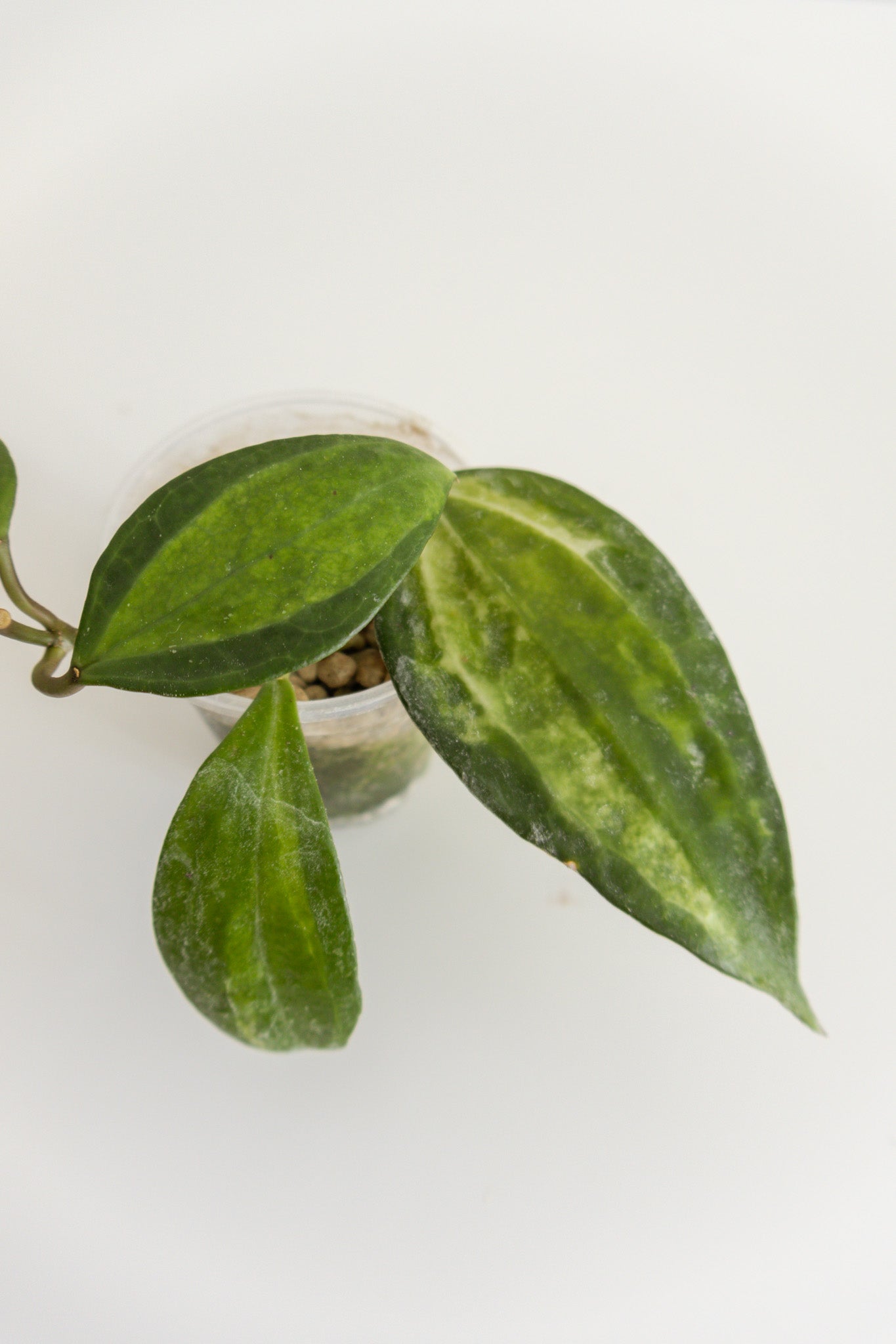 Hoya Macrophylla Baibua