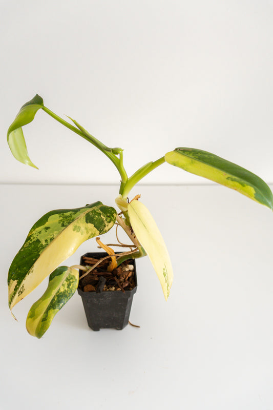 Philodendron Domesticum variegated