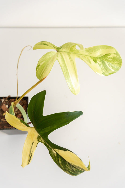 Philodendron Florida Beauty