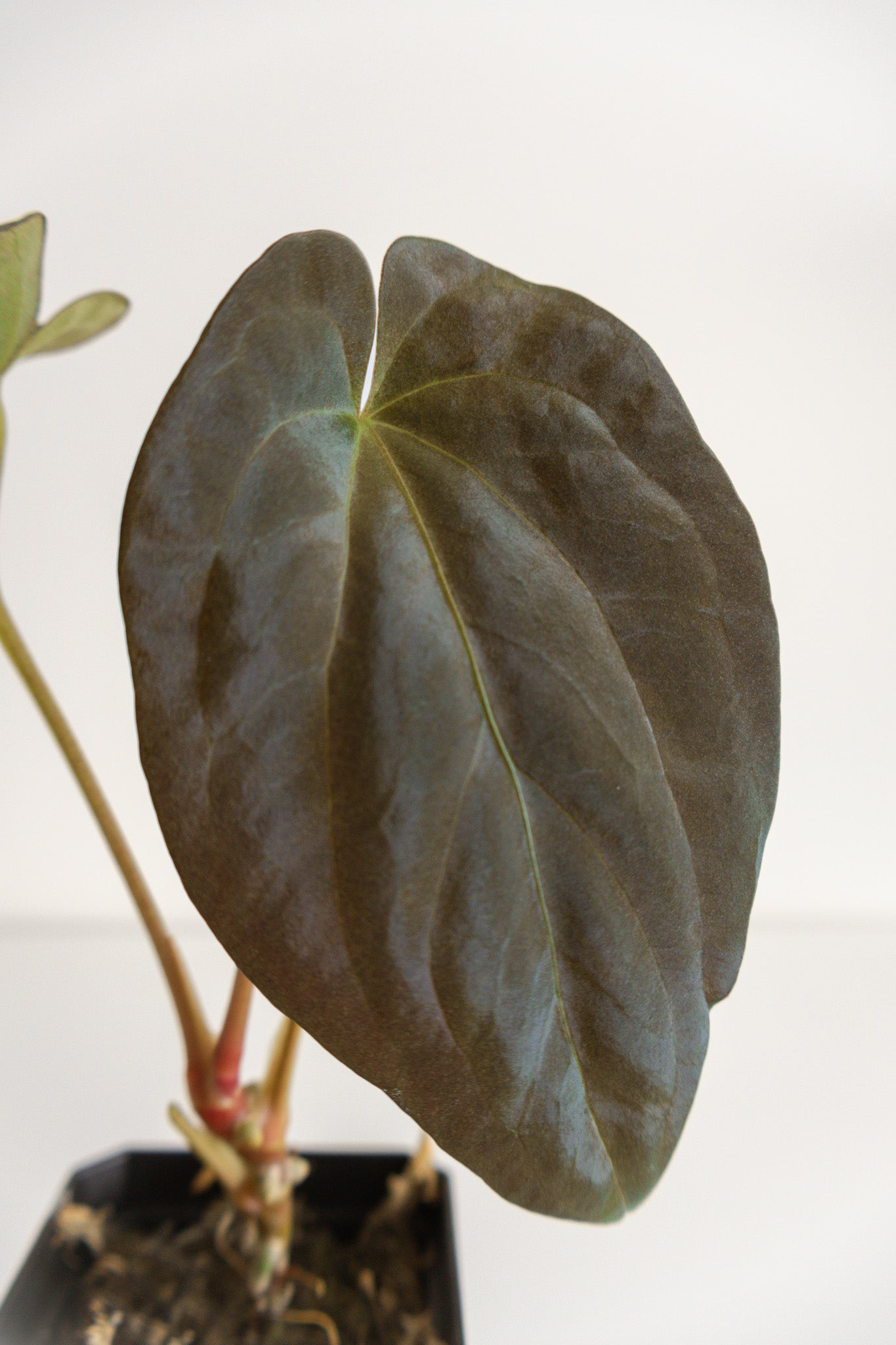 Anthurium kunayalense x papillilaminum