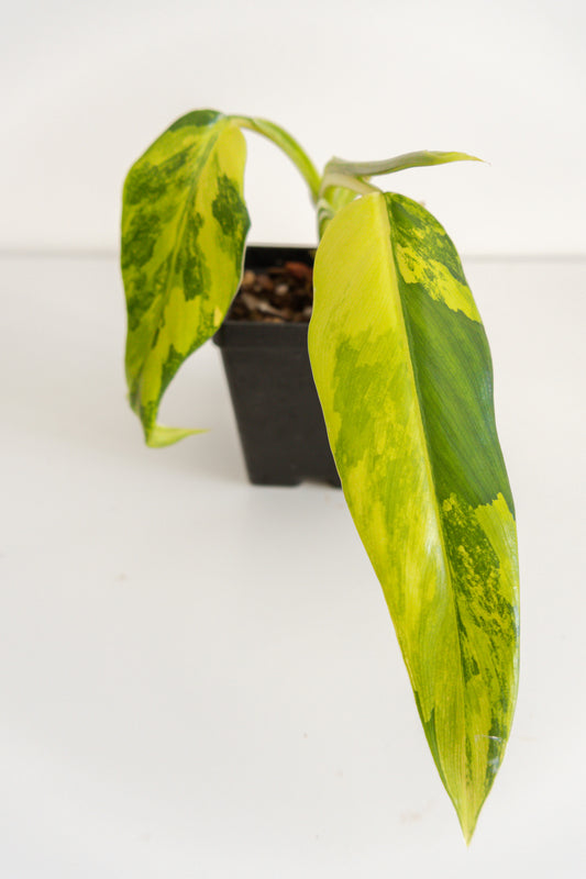 Philodendron Domesticum variegated