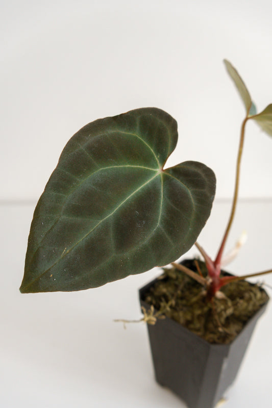 Anthurium besseae x papillilaminum ‘X-one’