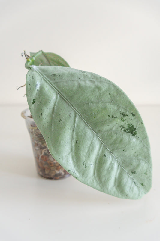 Hoya coriacea (silver)