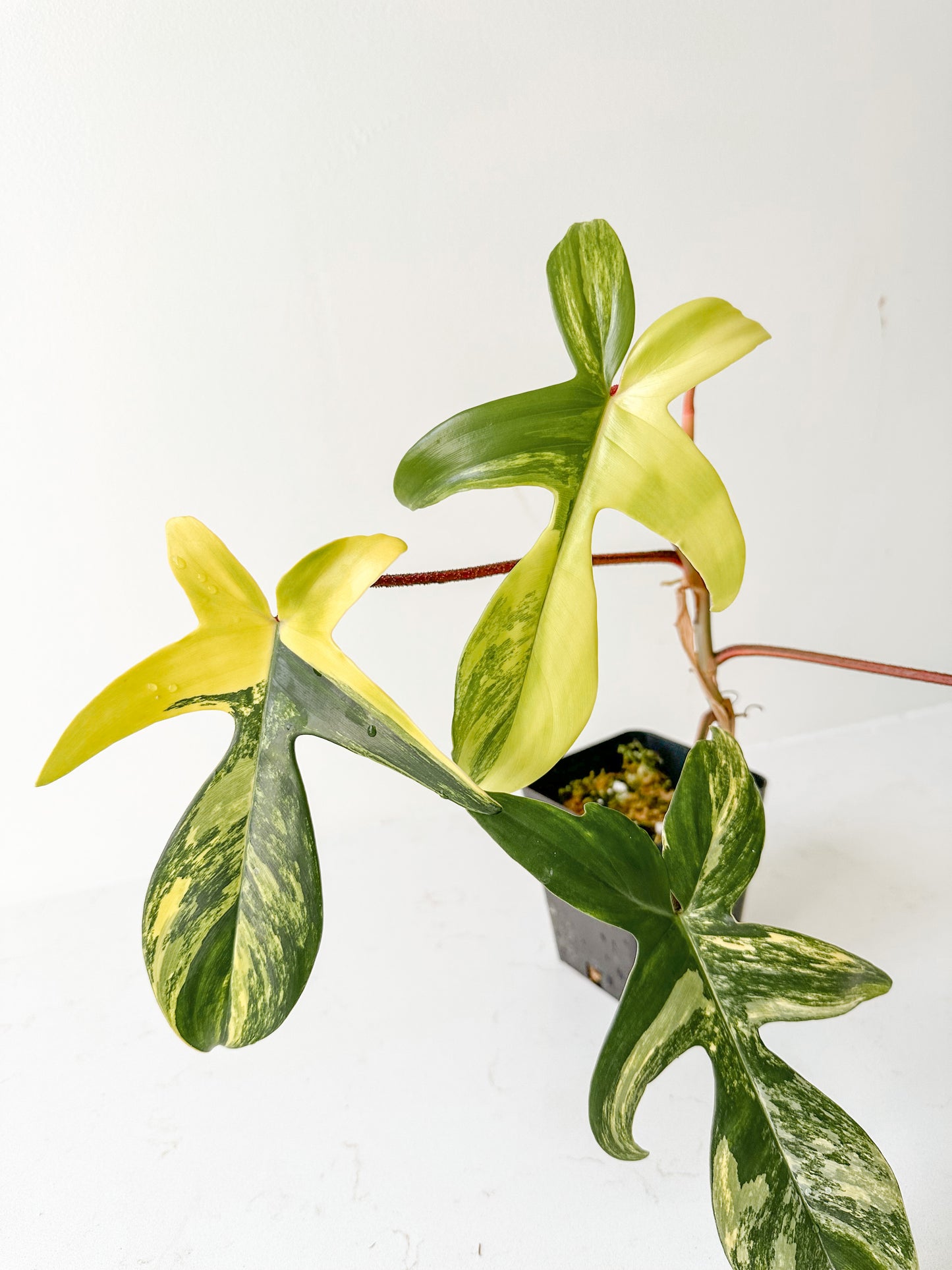 Philodendron Florida Beauty