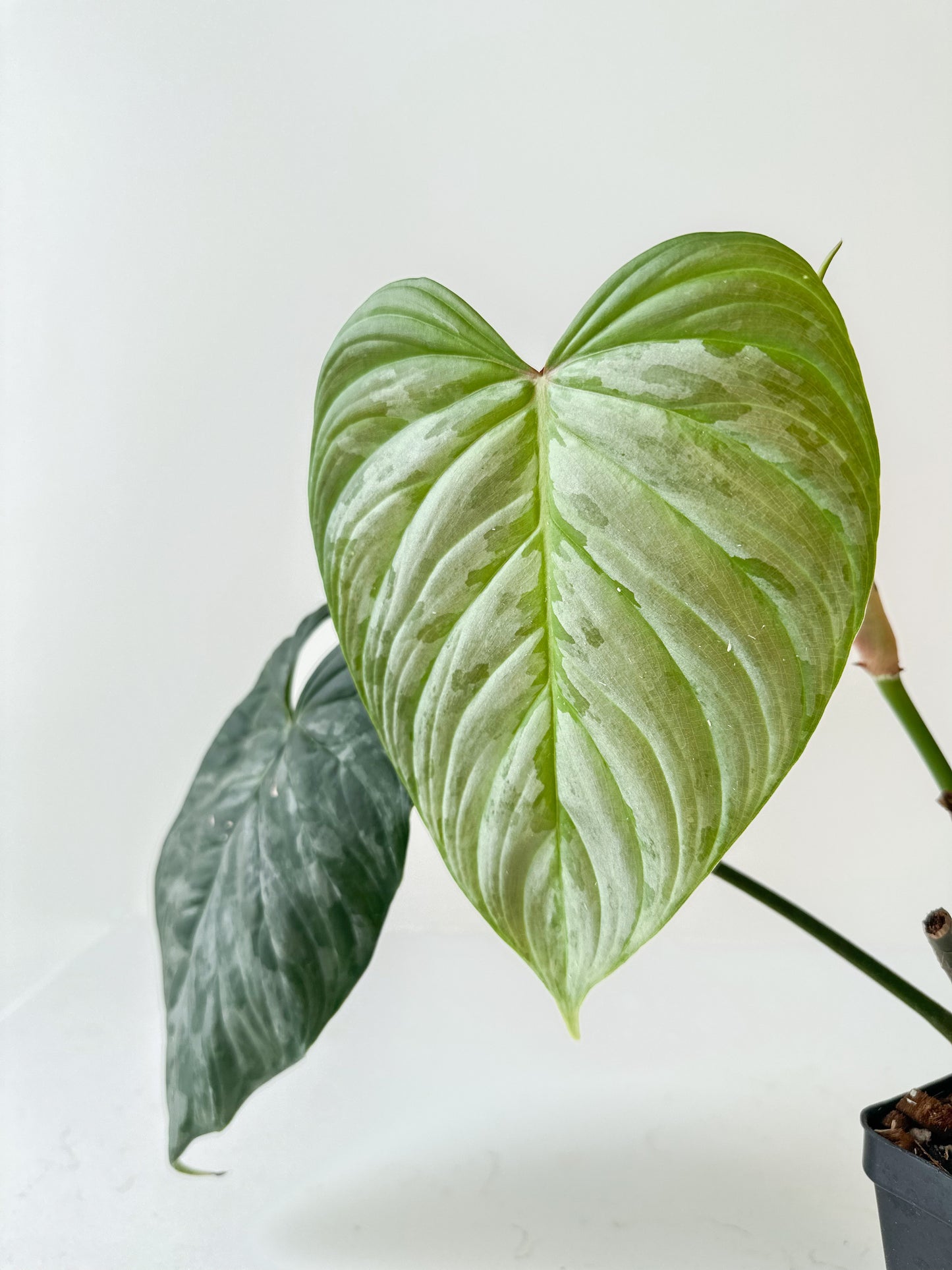 Philodendron Majestic