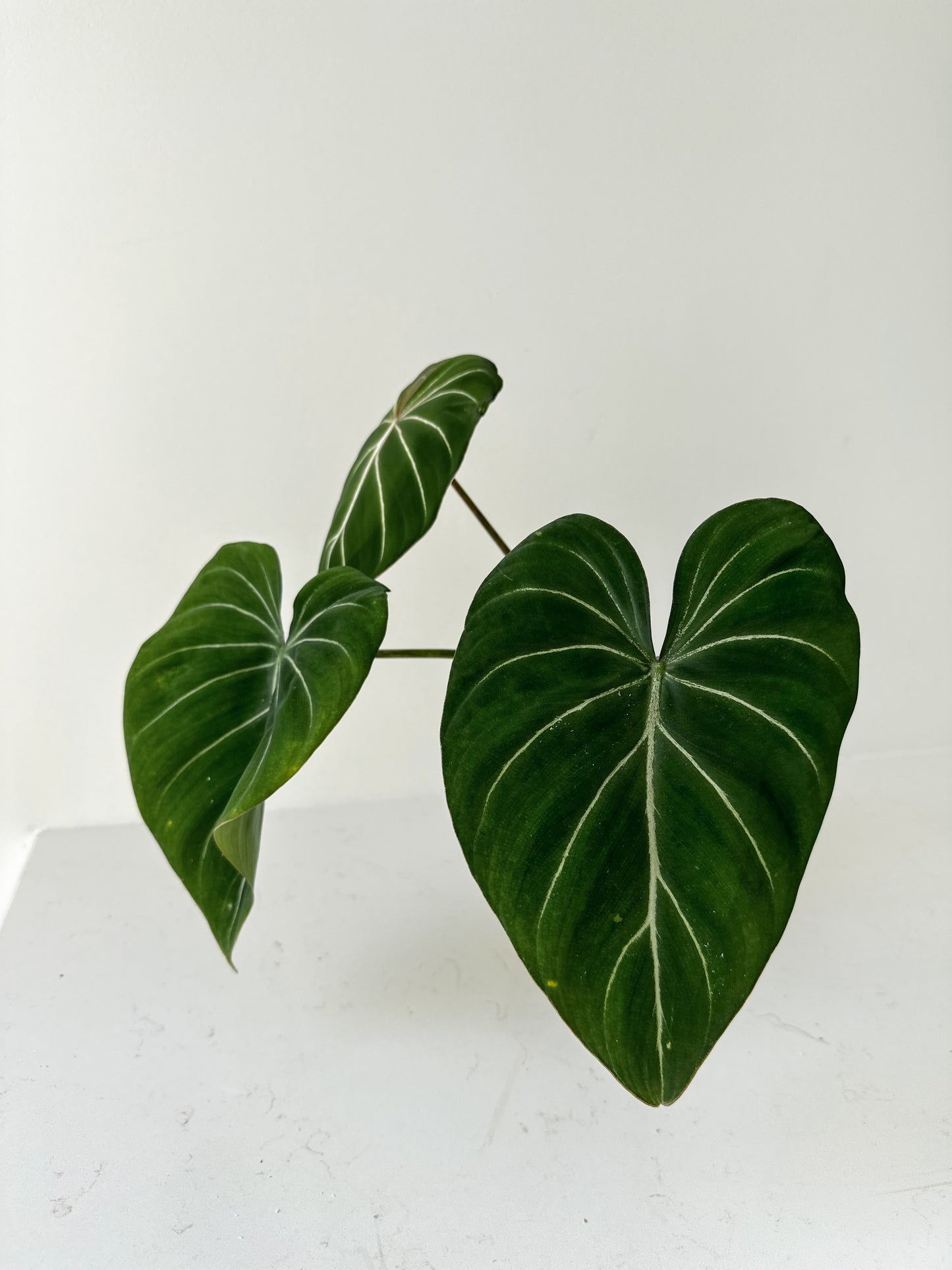 Philodendron Gloriosum dark form