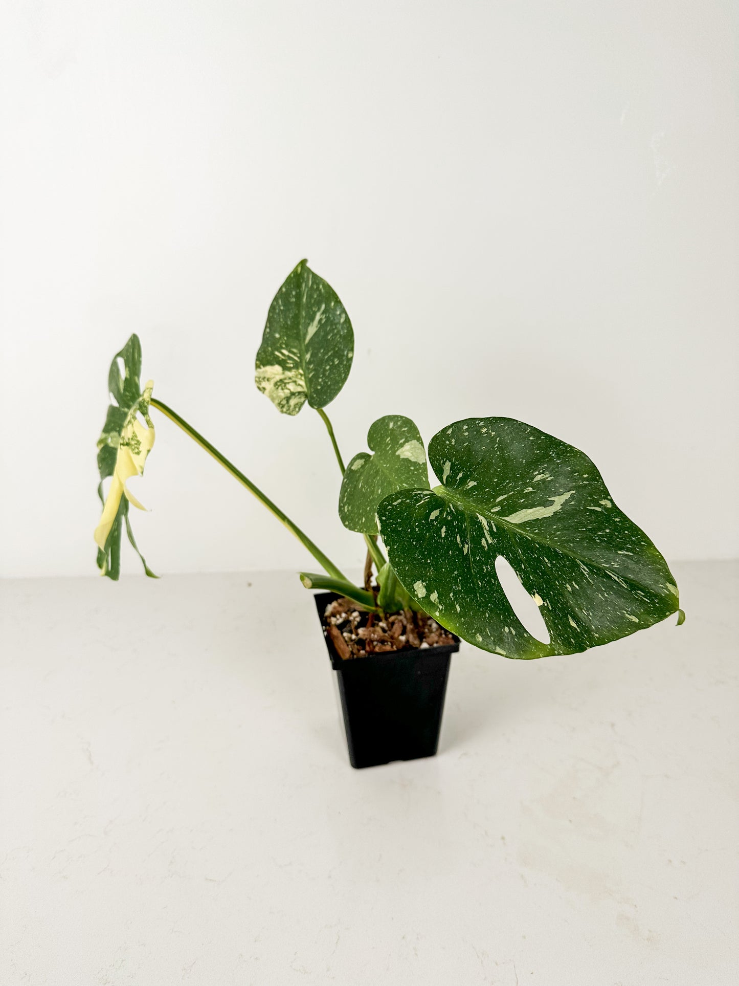 Monstera Thai Constellation (B)