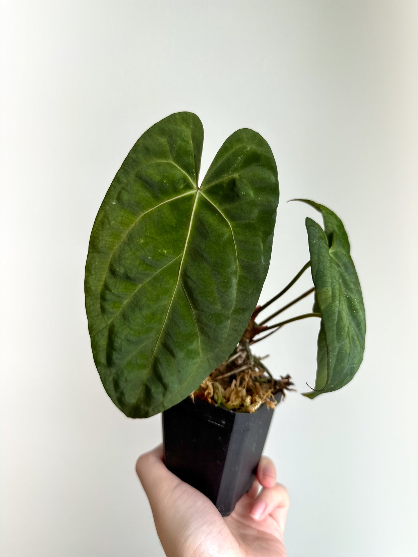 Anthurium papillilaminum 'Fort Sherman' (Indonesia) x 'Legend'