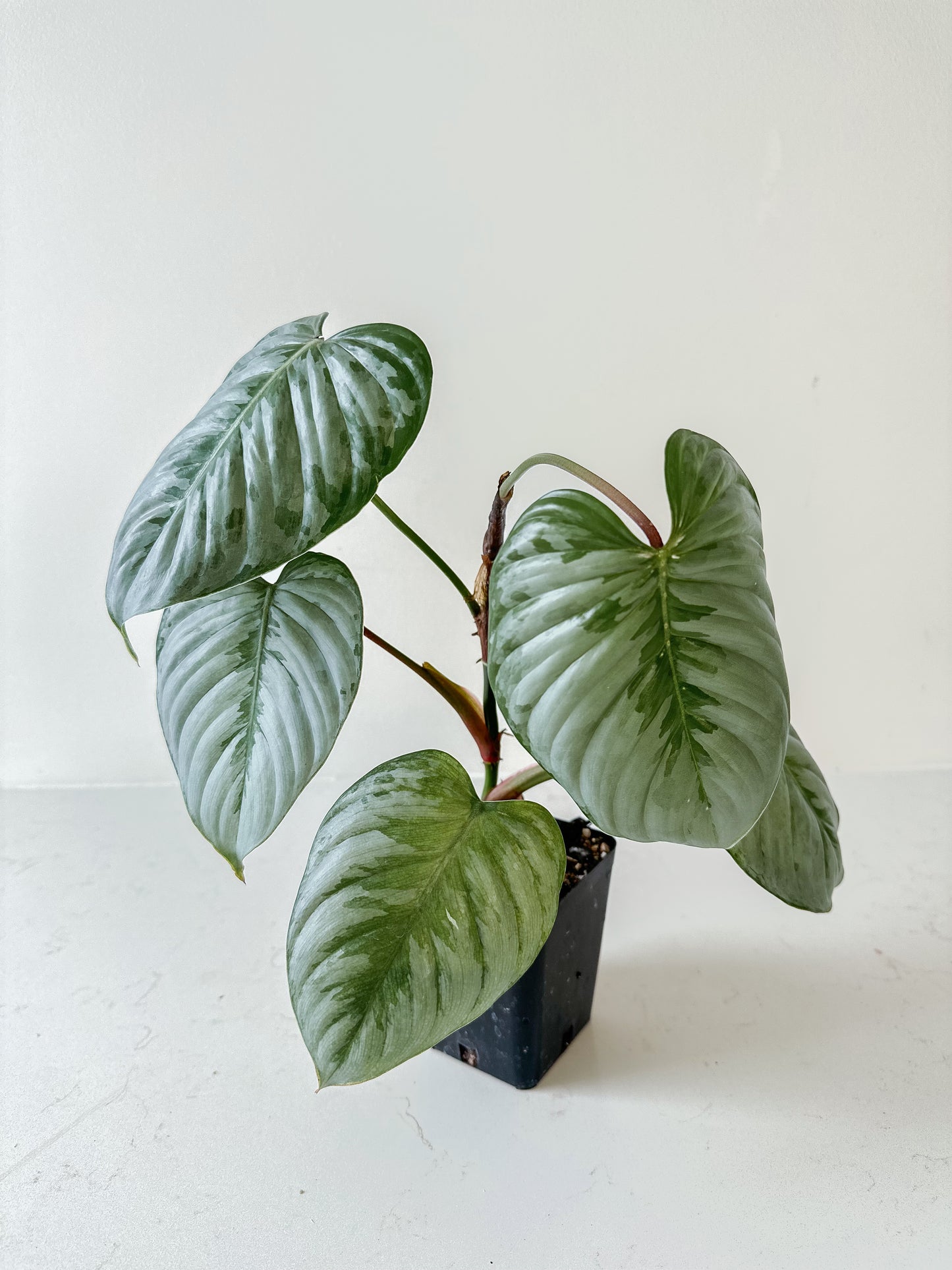 Philodendron Sodiroi