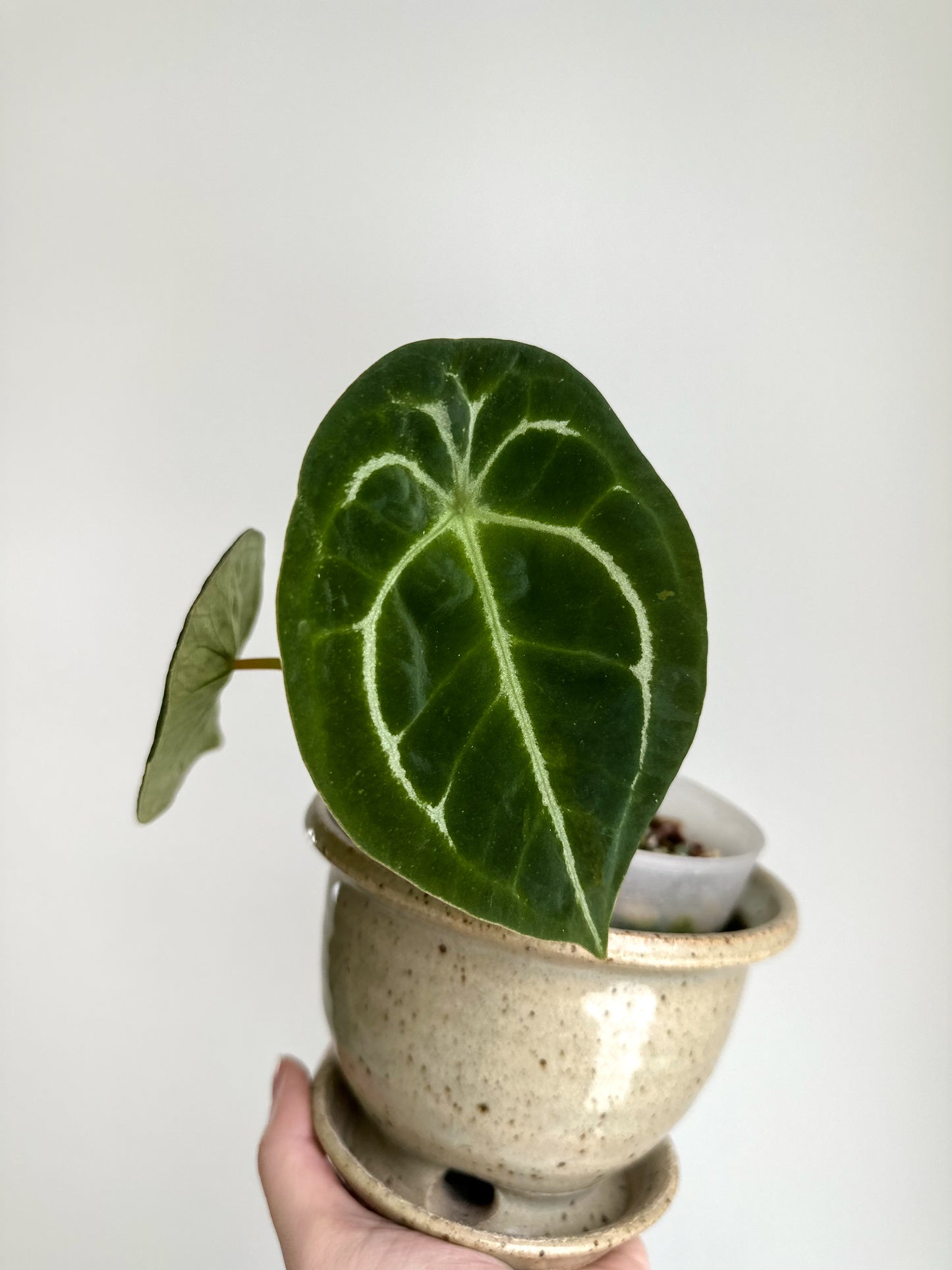 Anthurium Forgetii hybrid