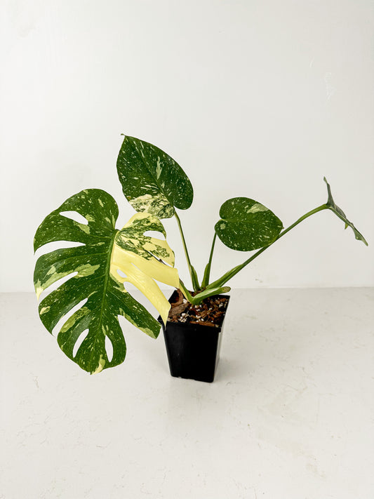 Monstera Thai Constellation (B)