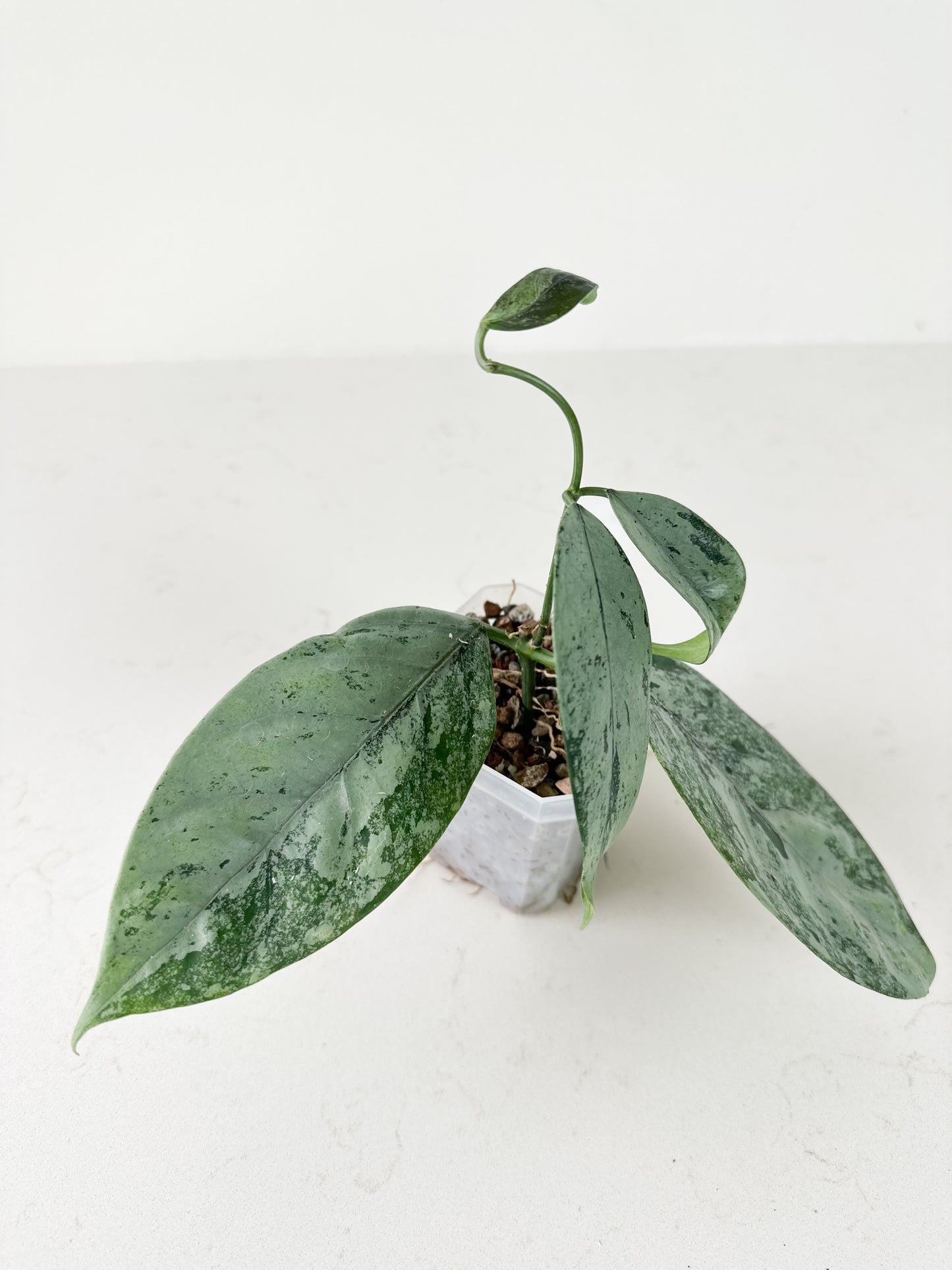 Hoya coriacea (splash)