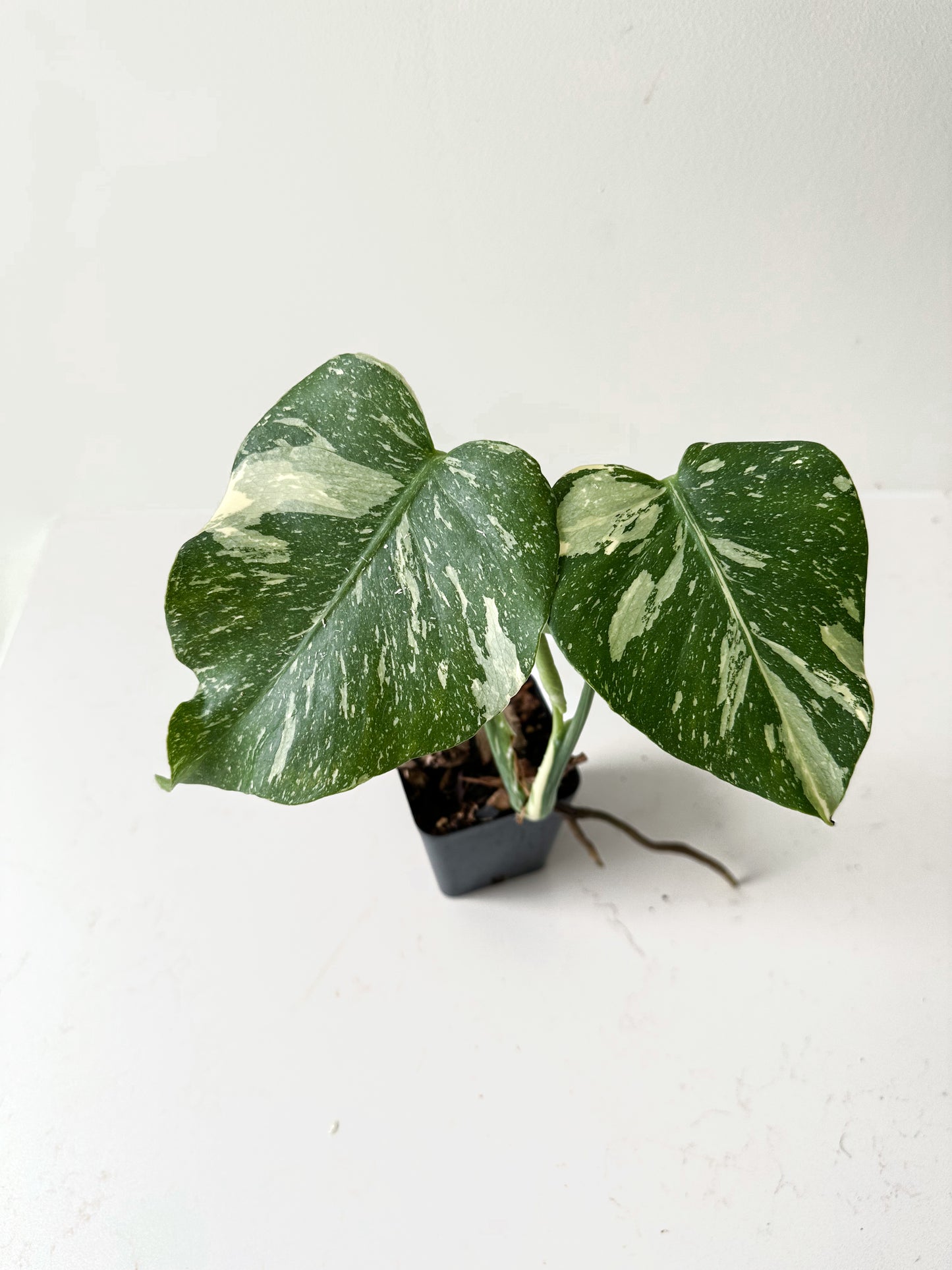 Monstera Thai Constellation