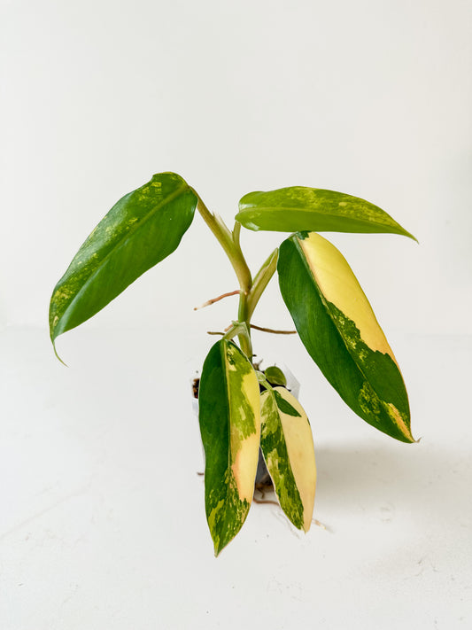 Philodendron Domesticum variegated