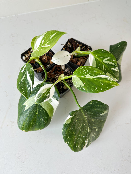 Philodendron White Wizard (grower’s choice)